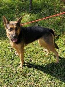 https://petstablished-app-beta.s3.amazonaws.com/uploads/image/image/2193299/Lola_Boo.jpg