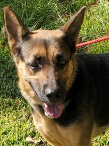 https://petstablished-app-beta.s3.amazonaws.com/uploads/image/image/2193297/Lola_Boo_1.jpg