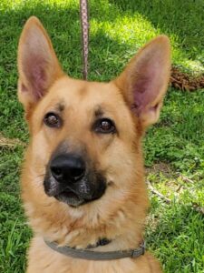 https://petstablished-app-beta.s3.amazonaws.com/uploads/image/image/1852885/Mack.jpg