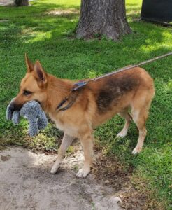 https://petstablished-app-beta.s3.amazonaws.com/uploads/image/image/1852887/Mack_2.jpg