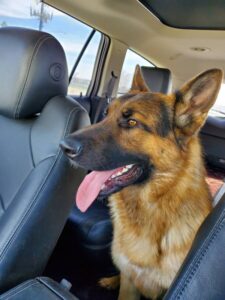 https://petstablished-app-beta.s3.amazonaws.com/uploads/image/image/1589438/Maloy.jpg