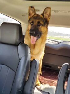 https://petstablished-app-beta.s3.amazonaws.com/uploads/image/image/1589432/Maloy_1.jpg
