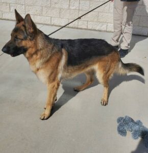 https://petstablished-app-beta.s3.amazonaws.com/uploads/image/image/1589433/Maloy_2.jpg