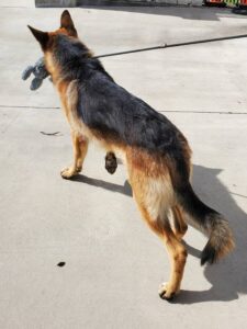 https://petstablished-app-beta.s3.amazonaws.com/uploads/image/image/1589434/Maloy_3.jpg