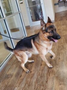 https://petstablished-app-beta.s3.amazonaws.com/uploads/image/image/1589435/Maloy_5.jpg