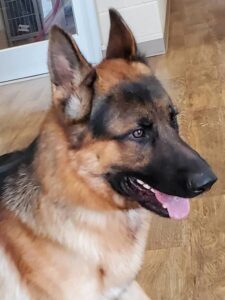 https://petstablished-app-beta.s3.amazonaws.com/uploads/image/image/1589436/Maloy_6.jpg