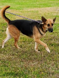 https://petstablished-app-beta.s3.amazonaws.com/uploads/image/image/1501809/Mandi_3.jpg