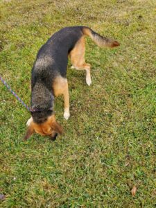 https://petstablished-app-beta.s3.amazonaws.com/uploads/image/image/1501810/Mandi_4.jpg
