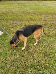 https://petstablished-app-beta.s3.amazonaws.com/uploads/image/image/1501811/Mandi_5.jpg