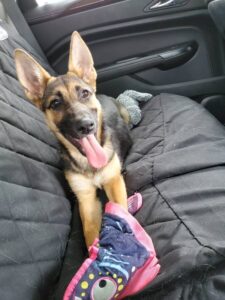 https://petstablished-app-beta.s3.amazonaws.com/uploads/image/image/1578439/Molly_Rae_2.jpg
