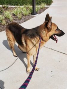 https://petstablished-app-beta.s3.amazonaws.com/uploads/image/image/2002957/Noble_3.jpg