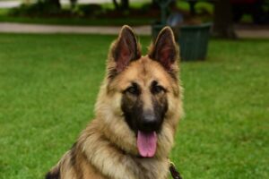 https://petstablished-app-beta.s3.amazonaws.com/uploads/image/image/1835147/Nova2.jpg