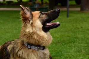 https://petstablished-app-beta.s3.amazonaws.com/uploads/image/image/1835148/Nova3.jpeg