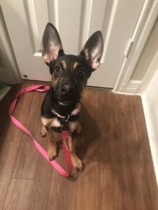 https://petstablished-app-beta.s3.amazonaws.com/uploads/image/image/1326272/Nympadora.jpeg