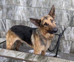 https://petstablished-app-beta.s3.amazonaws.com/uploads/image/image/1798950/PXL_20210523_221414825.jpg