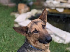 https://petstablished-app-beta.s3.amazonaws.com/uploads/image/image/1806948/PXL_20210527_220404141.PORTRAIT.jpg