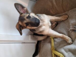 https://petstablished-app-beta.s3.amazonaws.com/uploads/image/image/1883119/PXL_20210627_170134647.PORTRAIT.jpg