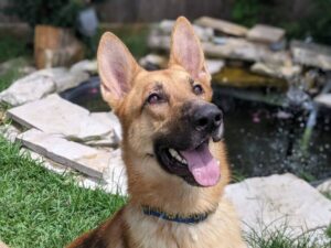 https://petstablished-app-beta.s3.amazonaws.com/uploads/image/image/1883086/PXL_20210627_170744177.PORTRAIT.jpg