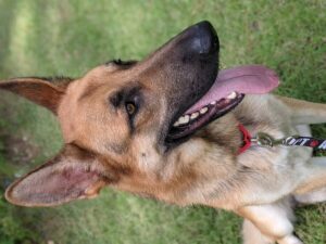 https://petstablished-app-beta.s3.amazonaws.com/uploads/image/image/1954581/PXL_20210723_170621807.PORTRAIT.jpg