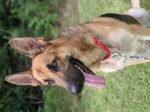 https://petstablished-app-beta.s3.amazonaws.com/uploads/image/image/1954578/PXL_20210723_170706373.PORTRAIT.jpg