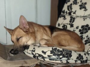 https://petstablished-app-beta.s3.amazonaws.com/uploads/image/image/1959493/PXL_20210726_032908259.PORTRAIT.jpg