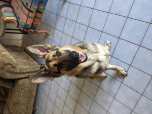 https://petstablished-app-beta.s3.amazonaws.com/uploads/image/image/2023185/PXL_20210823_211205168.jpg