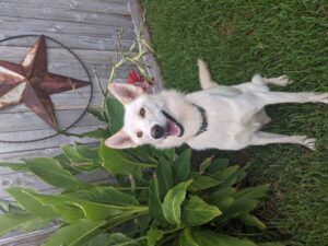 https://petstablished-app-beta.s3.amazonaws.com/uploads/image/image/2020344/PXL_20210829_222911121.jpg