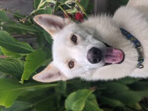 https://petstablished-app-beta.s3.amazonaws.com/uploads/image/image/2020343/PXL_20210829_223003210.PORTRAIT.jpg