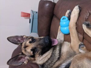 https://petstablished-app-beta.s3.amazonaws.com/uploads/image/image/2027438/PXL_20210831_013009322.jpg
