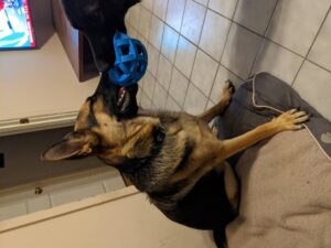 https://petstablished-app-beta.s3.amazonaws.com/uploads/image/image/2027439/PXL_20210831_033444524.MP.jpg