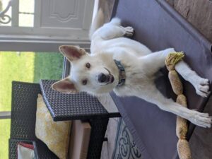 https://petstablished-app-beta.s3.amazonaws.com/uploads/image/image/2037643/PXL_20210907_152604961.PORTRAIT.jpg