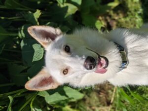 https://petstablished-app-beta.s3.amazonaws.com/uploads/image/image/2037642/PXL_20210907_152836059.PORTRAIT.jpg