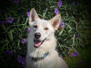 https://petstablished-app-beta.s3.amazonaws.com/uploads/image/image/2037645/PXL_20210907_153229587.PORTRAIT_2.jpg