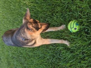 https://petstablished-app-beta.s3.amazonaws.com/uploads/image/image/2046622/PXL_20210911_124809707.PORTRAIT.jpg