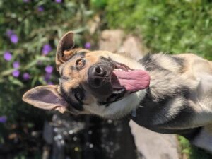 https://petstablished-app-beta.s3.amazonaws.com/uploads/image/image/2046620/PXL_20210911_135428375.PORTRAIT.jpg