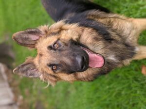 https://petstablished-app-beta.s3.amazonaws.com/uploads/image/image/2050611/PXL_20210913_224356363.PORTRAIT.jpg