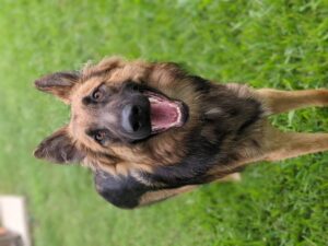 https://petstablished-app-beta.s3.amazonaws.com/uploads/image/image/2050610/PXL_20210913_224450309.PORTRAIT.jpg