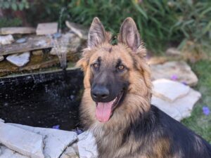 https://petstablished-app-beta.s3.amazonaws.com/uploads/image/image/2059954/PXL_20210917_222300076.PORTRAIT.jpg