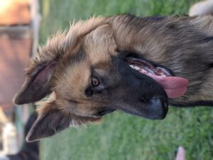 https://petstablished-app-beta.s3.amazonaws.com/uploads/image/image/2059953/PXL_20210917_225139133.PORTRAIT.jpg
