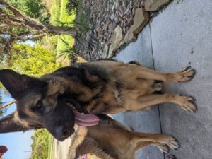https://petstablished-app-beta.s3.amazonaws.com/uploads/image/image/2098567/PXL_20211008_173852018.jpg