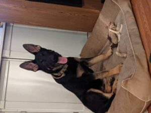 https://petstablished-app-beta.s3.amazonaws.com/uploads/image/image/2213338/PXL_20211208_031536751.PORTRAIT.jpg