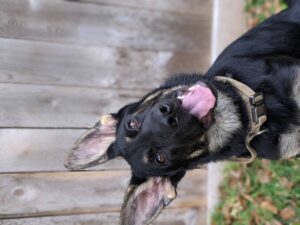 https://petstablished-app-beta.s3.amazonaws.com/uploads/image/image/2213337/PXL_20211208_204008811.PORTRAIT.jpg