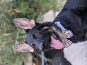 https://petstablished-app-beta.s3.amazonaws.com/uploads/image/image/2213336/PXL_20211208_212947610.PORTRAIT.jpg