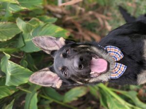 https://petstablished-app-beta.s3.amazonaws.com/uploads/image/image/2213335/PXL_20211208_213029690.PORTRAIT.jpg
