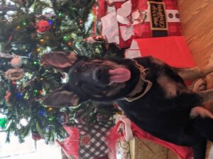 https://petstablished-app-beta.s3.amazonaws.com/uploads/image/image/2238293/PXL_20211223_152501058.PORTRAIT.jpg