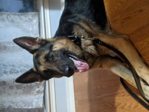 https://petstablished-app-beta.s3.amazonaws.com/uploads/image/image/2288349/PXL_20220120_000113672.PORTRAIT.jpg