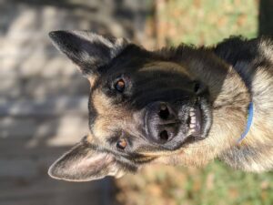 https://petstablished-app-beta.s3.amazonaws.com/uploads/image/image/2291958/PXL_20220121_202457763.PORTRAIT.jpg