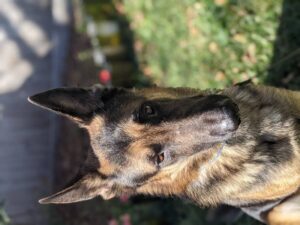 https://petstablished-app-beta.s3.amazonaws.com/uploads/image/image/2291959/PXL_20220121_202818672.PORTRAIT.jpg