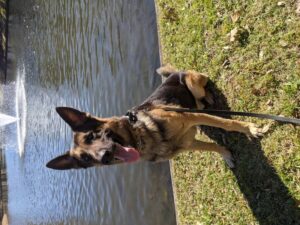 https://petstablished-app-beta.s3.amazonaws.com/uploads/image/image/2293707/PXL_20220122_195939079.jpg