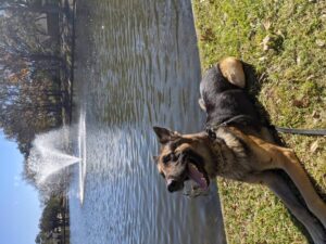 https://petstablished-app-beta.s3.amazonaws.com/uploads/image/image/2293708/PXL_20220122_195947954.jpg